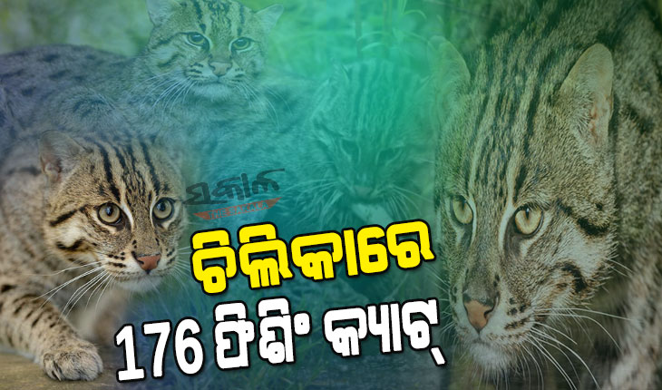 ଏସିଆର ସର୍ବବୃହତ୍‍ ମଧୁର ଜଳର ହ୍ରଦ ଚିଲିକାରେ ରହିଛନ୍ତି ୧୭୬ ଫିଶିଂ କ୍ୟାଟ୍‍