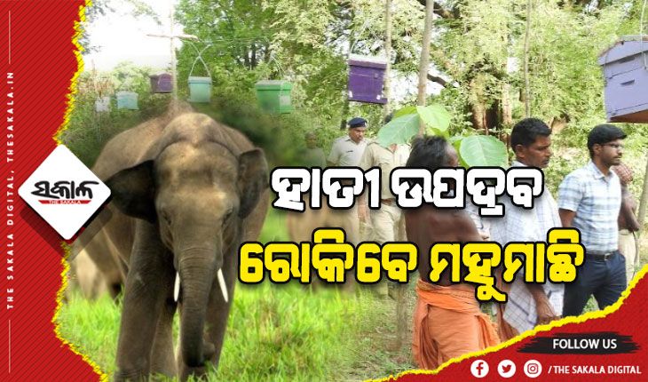 ହାତୀ ଉପଦ୍ରବ ରୋକିବେ ମହୁମାଛି, ବନ ବିଭାଗ ତରଫରୁ ଆରମ୍ଭ ହେଲା ରି -ହ୍ୟାବ ପ୍ରକଳ୍ପ