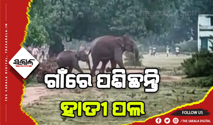 ଖାଦ୍ୟ ଅନ୍ବେଷଣରେ ଗାଁରେ ପଶିଛନ୍ତି ୬ଟିକିଆ ହାତୀ ପଲ