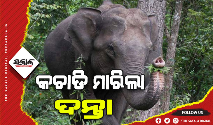 ପରିସ୍ରା ପାଇଁ ଉଠିଥିଲେ, ଦଳିଦେଲା ହାତୀ