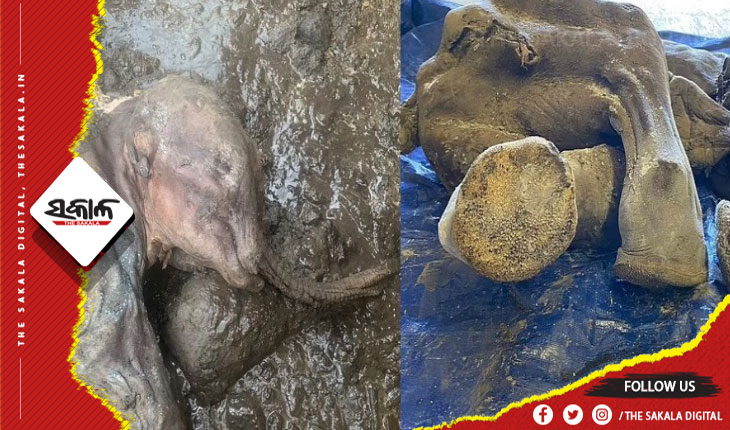 ୩୦ ହଜାର ବର୍ଷ ତଳର ହାତୀ ଛୁଆ ମମି ଉଦ୍ଧାର