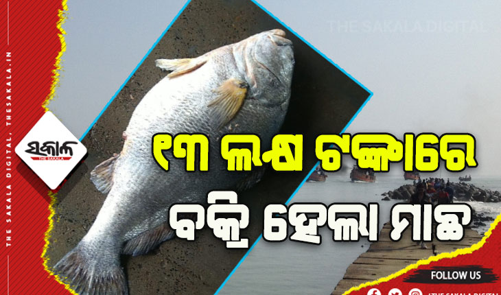 ଦୀଘା ମୁହାଣରେ ୧୩ଲକ୍ଷ ଟଙ୍କାରେ ବିକ୍ରି ହେଲା ୫୫କିଲୋର ତେଲିଆଶୀଳା ମାଛ