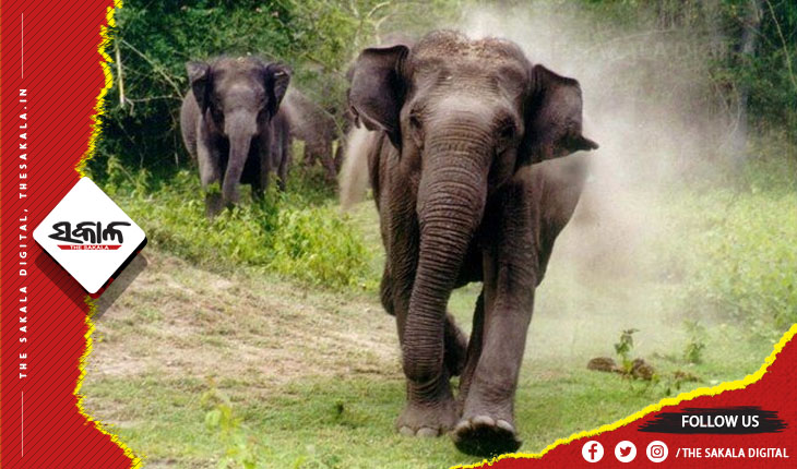 ସାତକୋଶିଆ ବନଖଣ୍ଡରେ ଚିକିତ୍ସାଧୀନ ଅବସ୍ଥାରେ ହାତୀର ମୃତ୍ୟୁ