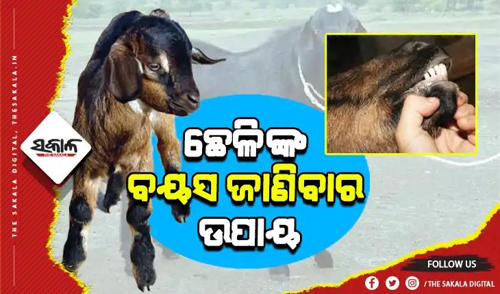 ଛେଳିଙ୍କ ବୟସ ଜାଣିବାର ସହଜ ଉପାୟ