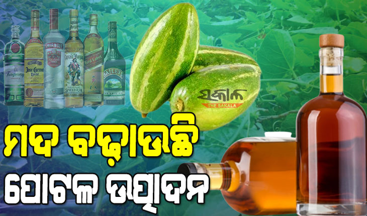 ସାର ନୁହେଁ ମଦ ସ୍ପ୍ରେ କଲେ ବଢୁଛି ପୋଟଳ ଉତ୍ପାଦନ, ଲତା ହୃଷ୍ଟପୃଷ୍ଟ ହେବା ସହ ଆଦୌ ସୁଖୁନି ଫୁଲକସି