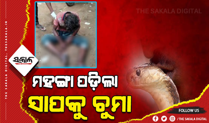 ସାପକୁ ଚୁମା ଦେଉଥିଲେ ନିଶାଡି ଯୁବକ, ଚୋଟ ମାରି କଲା ରକ୍ତାକ୍ତ