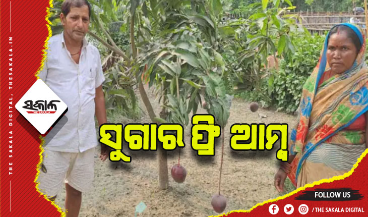 ଚର୍ଚ୍ଚାରେ ସୁଗାର ଫ୍ରି ଆମ୍ବ, ପାଚିବା ପୂର୍ବରୁ ୧୬ଥର ବଦଳିଥାଏ ରଙ୍ଗ