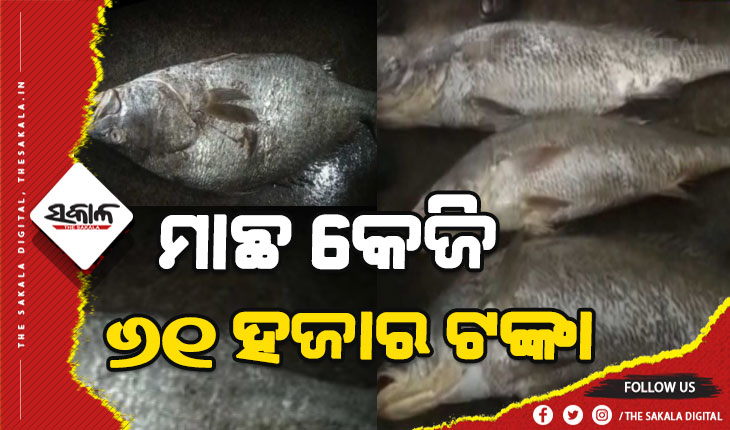 ମତ୍ସ୍ୟଜୀବୀଙ୍କ ଜାଲରେ ପଡ଼ିଲା ବିରଳ ମାଛ: କେଜି ପ୍ରତି ୬୧ ହଜାର ଟଙ୍କା