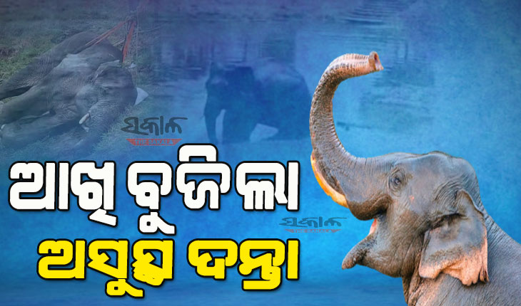 ପୋଖରୀରୁ ଉଦ୍ଧାର ପରେ ଆଖି ବୁଜିଲା ଦନ୍ତା