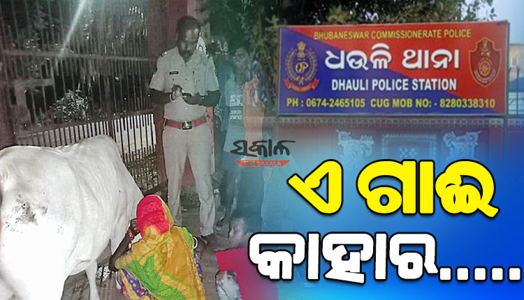 ଦୁଇ ଜଣଙ୍କ ଝଗଡା ପାଇଁ ଥାନାରେ ଅଟକ ରହିଲା ଗାଈ, ମାଲିକାନାକୁ ନେଇ ଦ୍ୱନ୍ଦ୍ୱରେ ପୁଲିସ