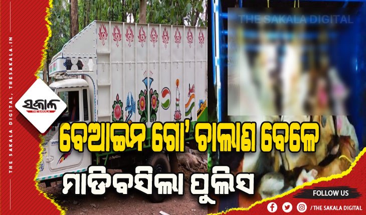 ବେଆଇନ ଗୋଚାଲାଣ ବେଳେ ମାଡ଼ିବସିଲା ପୁଲିସ: ୪ଗିରଫ,  ୪୨ଗୋରୁ ଉଦ୍ଧାର