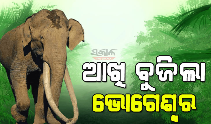 ୭୦ ବର୍ଷ ବୟସରେ ଏସିଆର ସବୁଠାରୁ ଲମ୍ବା ଦାନ୍ତ ଥିବା ହାତୀ ଭୋଗେଶ୍ବରର ମୃତ୍ୟୁ