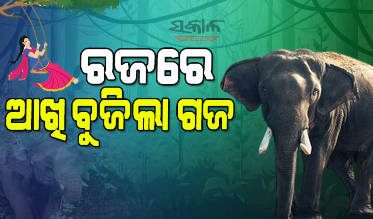 ରଜରେ ଗଜ ମୃତ୍ଯୁ :  ୮ ଦିନର ସଂଘର୍ଷ ପରେ ଆଖିବୁଜିଲା ଗୁଳିବିଦ୍ଧ ଦନ୍ତା