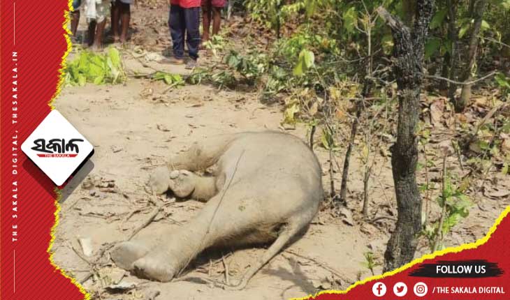 ଆଠଗଡ଼ ବନଖଣ୍ଡରେ ଚାଲିଛି ଅବାଧ ହାତୀ ଶିକାର