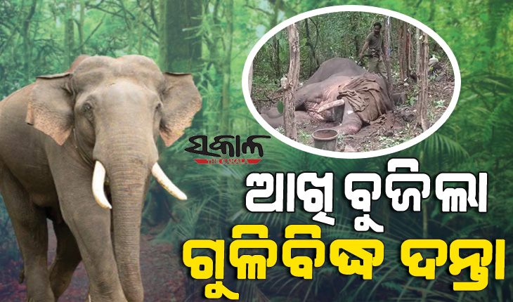 ବିପଦରେ ଗଜରାଜ : ନରସିଂହପୁରରେ ମୃତ୍ୟୁ ସହ ସଂଘର୍ଷ କରି ଆଖି ବୁଜିଲା ଗୁଳିବିଦ୍ଧ ଦନ୍ତା