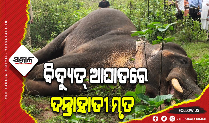 ବାରହା ଶିକାର ପାଇଁ ବିଛାଯାଇଥିବା ବିଦ୍ୟୁତ୍ ତାର ସଂସ୍ପର୍ଶରେ ଆସି ଦନ୍ତାହାତୀର ମୃତ୍ୟୁ