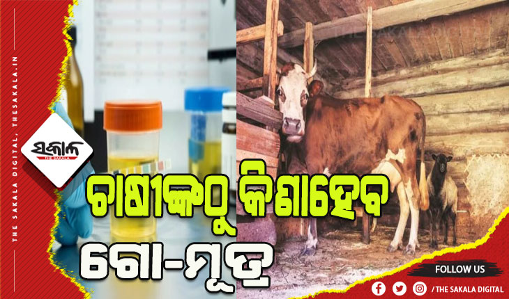 ଛତିଶଗଡ ସରକାରଙ୍କ ବଡ଼ ଘୋଷଣା: ଚାଷୀଙ୍କ ଠାରୁ ଲିଟର ପିଛା ୪ଟଙ୍କାରେ କିଣାହେବ ଗାଈ ମୂତ୍ର