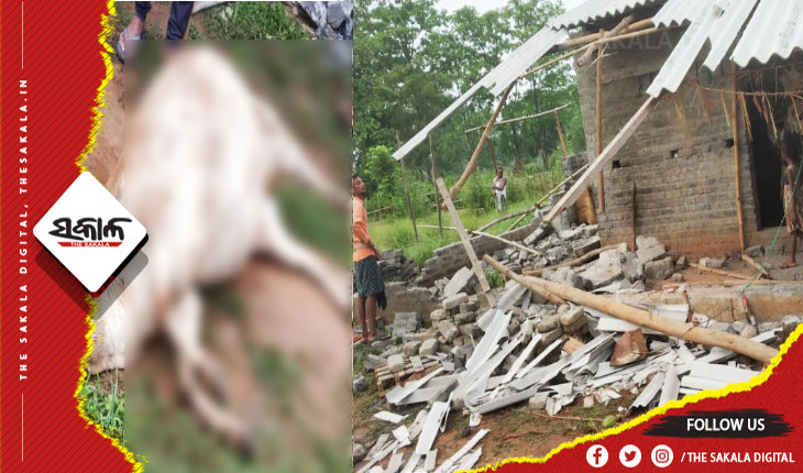 ଖାଦ୍ୟ ଅନ୍ୱେଷଣରେ ଘରେ ପଶିଲେ ହାତୀଶାବକ: ଲକ୍ଷାଧିକ ଟଙ୍କାର ସମ୍ପତ୍ତି ନଷ୍ଟ, ଗୁହାଳରୁ ଘୋଷାରିଆଣି ଗାଈକୁ କଚାଡି ମାରିଲେ