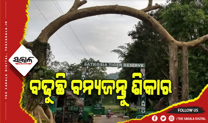 ସାତକୋଶିଆ ଓ ଏହାର ପରିସୀମା ଅଞ୍ଚଳରେ ବ୍ୟାପକ ବନ୍ୟଜନ୍ତୁ ଶିକାର: କେଜି ପିଛା ବିକ୍ରି ହେଉଛି ୪ଶହରୁ ୭ଶହ ଟଙ୍କା