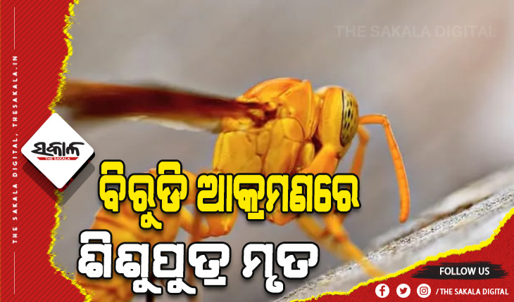 ବିରୁଡ଼ି ଆକ୍ରମଣରେ ଶିଶୁପୁତ୍ର ମୃତ, ମା’ ଓ ଭଉଣୀ ଆହତ