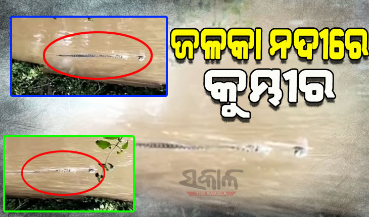 ଜଳକା ନଦୀରେ ବୁଲୁଛି କୁମ୍ଭୀର, ଭୟଭୀତ ଅବସ୍ଥାରେ ବନ୍ୟା ବିପନ୍ନ