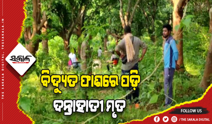ବାରହା ଶିକାର ପାଇଁ ବିଛା ଯାଇଥିବା ବିଦ୍ଯୁତ ଫାଶରେ ପଡ଼ି ଦନ୍ତାହାତୀର ମୃତ୍ଯୁ