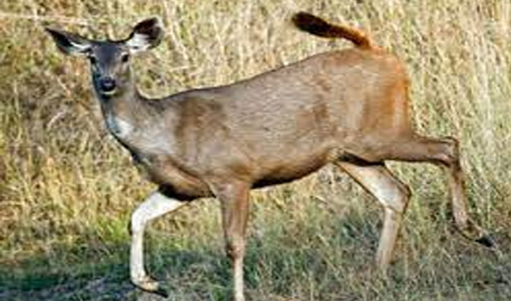 ପାଣି ପିଇବା ପାଇଁ ନଦୀକୁ ଆସିଥିବା ଏକ ଗର୍ଭିଣୀ କୁଟୁରାକୁ ମାରିଦେଲେ ଶିକାରୀ, ବନବିଭାଗର ଚଢ଼ଉ