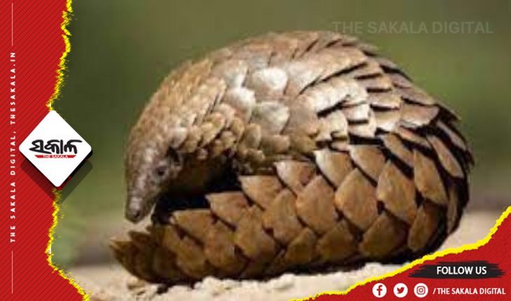 ଭୁବନେଶ୍ୱରରୁ ଜୀବନ୍ତ ବଜ୍ରକାପ୍ତା ଉଦ୍ଧାର: ଘଟଣା ସ୍ଥଳରେ ପହଞ୍ଚିଲା ନନ୍ଦନକାନନର ରିସର୍ଚ୍ଚ ଟିମ୍‌, ଆହୁରି ଅନେକ ବଜ୍ରକାପ୍ତା ଥିବା ସନ୍ଦେହ