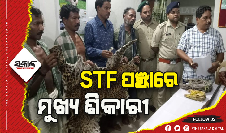 ଏସ୍‌ଟିଏଫ ଓ ଫୁଲବାଣୀ ବନ ବିଭାଗର ଚଢ଼ାଉ: କଲରାପତରିଆ ବାଘ ଛାଲ ଜବତ, ମୁଖ୍ୟ ଶିକାରୀ ସମେତ ୪ ଗିରଫ