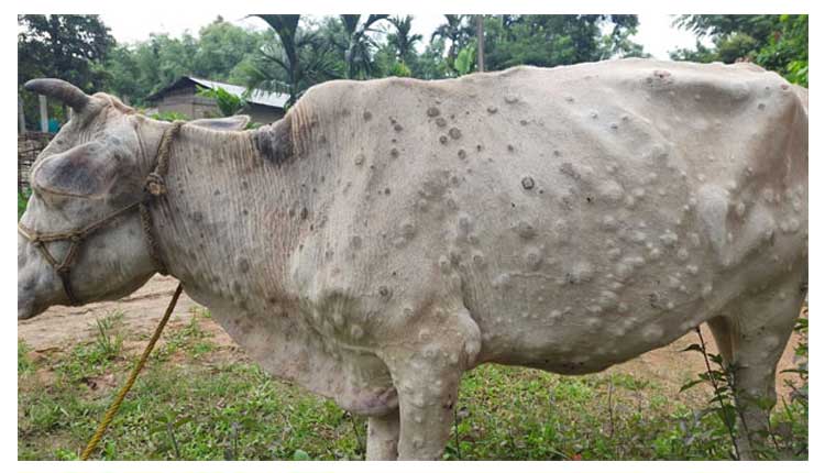 ଦେଶରେ ବଢୁଛି ଲମ୍ପି ଭୂତାଣୁ ସଂକ୍ରମଣ : ଗଲାଣି ୭୫ ହଜାର ଗାଈଙ୍କ ଜୀବନ