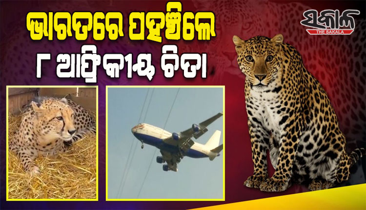 ଦୀର୍ଘ ୭୦ ବର୍ଷ ଅପେକ୍ଷାର ଅନ୍ତ: ସ୍ବତନ୍ତ୍ର ବିମାନ ଯୋଗେ ଆଫ୍ରିକାର ନାମିବ୍ୟାରୁ ଭାରତକୁ ଆସିଲେ ୮ ଚିତା ବାଘ