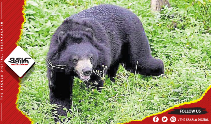 ଭାଲୁ ଆକ୍ରମଣରେ ଛେଳି ଚରାଳି ଗୁରୁତର