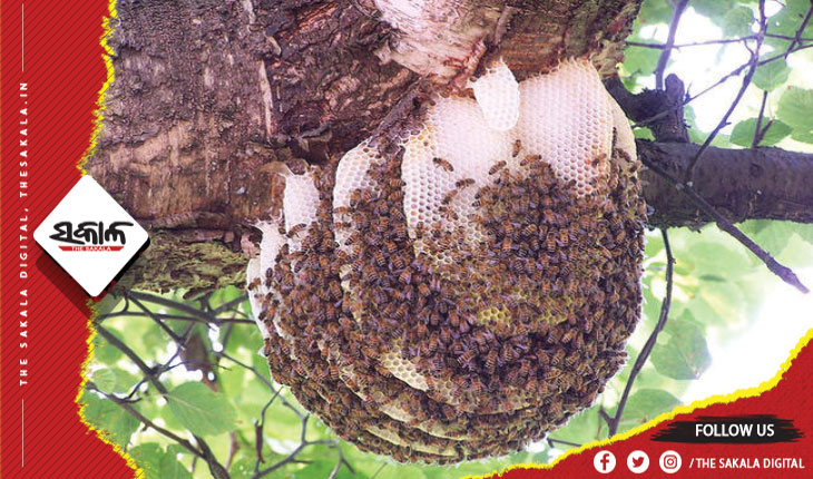 ମହୁମାଛି ନେଲା ଜୀବନ, ଆକ୍ରମଣରେ ଗର୍ଭବତୀ ମହିଳା ମୃତ