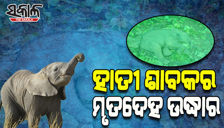 ଜଙ୍ଗଲରୁ ପୁଣି ଏକ ହାତୀ ଶାବକର ମୃତଦେହ ଉଦ୍ଧାର, ମୃତ୍ୟୁର କାରଣ ଅସ୍ପଷ୍ଟ