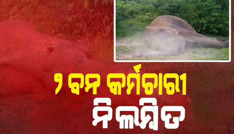 ମହାବିରୋଡ଼ ରେଞ୍ଜ ହାତୀ ମୃତ୍ୟୁକୁ ନେଇ ଫରେଷ୍ଟର ଓ ଫରେଷ୍ଟ ଗାର୍ଡ ନିଲମ୍ବିତ