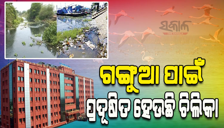 ବର୍ଜ୍ୟ ଜଳକୁ ବିଶୋଧନ କରି ଗଙ୍ଗୁଆରେ ଛାଡ଼ : ହାଇକୋର୍ଟ