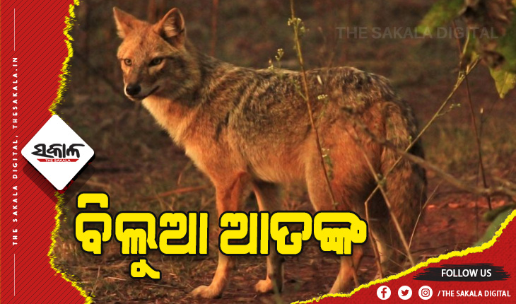 ବିଲୁଆ ଆକ୍ରମଣରେ ବନ କର୍ମଚାରୀଙ୍କ ସମେତ ୯ ଆହତ