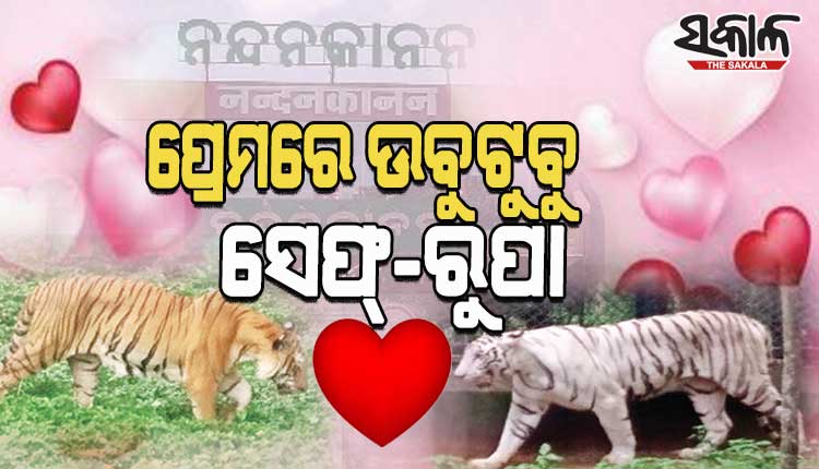 ବାଘବାଘୁଣୀଙ୍କ ମଧ୍ୟରେ ଗଢ଼ି ଉଠିଛି ପ୍ରେମସମ୍ପର୍କ; ତାରବାଡ଼କୁ ଲାଗି ଉଭୟ ନେଉଛନ୍ତି ପ୍ରେମର ପରଶ