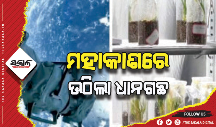 ଚୀନ୍‌ ମହାକାଶ ଯାତ୍ରୀଙ୍କୁ ବଡ଼ ସଫଳତା, ମହାକାଶରେ ଉଠିଲା ଧାନଗଛ