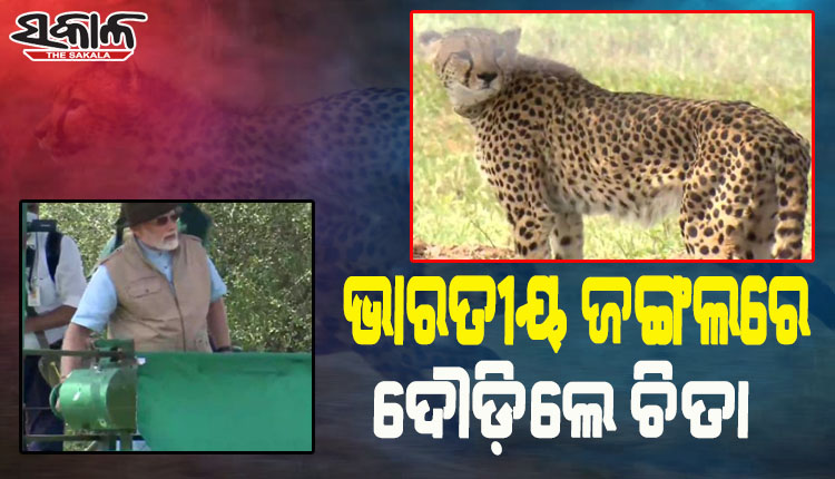 ସଫଳ ହେଲା ପ୍ରୋଜେକ୍ଟ ଚିତା; କୁନୋ ନ୍ୟାସନାଲ ପାର୍କରେ ୮ ଆଫ୍ରିକୀୟ ଚିତାଙ୍କୁ ଛାଡ଼ିଲେ ପ୍ରଧାନମନ୍ତ୍ରୀ ମୋଦୀ