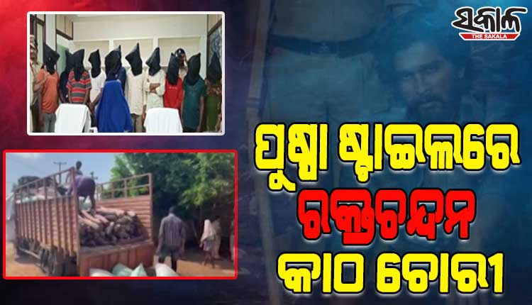 ପୁଷ୍ପା ଷ୍ଟାଇଲରେ କରୁଥିଲେ ବିରଳ ରକ୍ତ ଚନ୍ଦନ କାଠ ଚୋରା ଚାଲାଣ, ମାଡିବସିଲା ଆନ୍ଧ୍ର ପୋଲିସ