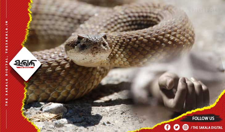 ସାପ କାମୁଡ଼ାରେ ପୃଥକ ପୃଥକ ସ୍ଥାନରେ ଜଣେ ଯୁବକ ଓ ମହିଳାଙ୍କ ମୃତ୍ୟୁ