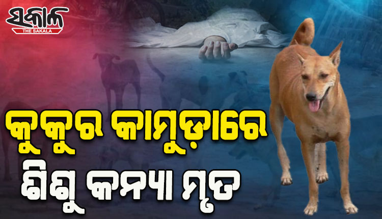 ପାଗଳା କୁକୁର କାମୁଡାରେ ୩ ବର୍ଷର ଶିଶୁ କନ୍ୟା ମୃତ, ୧୨ ଆହତ
