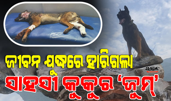 ଜୀବନ ଯୁଦ୍ଧରେ ହାରିଗଲା ଭାରତୀୟ ସେନାର ସାହସୀ କୁକୁର ‘ଜୁମ୍‌’, ୨ଟି ଗୁଳି ବାଜି ମଧ୍ୟ ଆତଙ୍କବାଦୀଙ୍କ ସହ କରିଥିଲା ଲଢେଇ