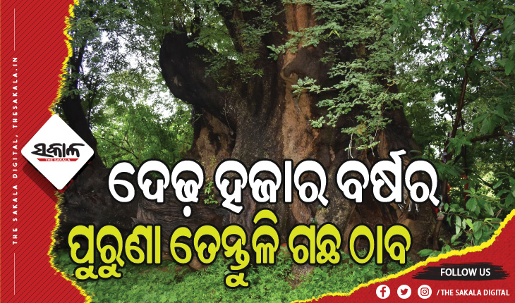 ବରଗଡ଼ ଜିଲ୍ଲାର ମନଭଙ୍ଗ ଠାରେ ଦେଢ଼ ହଜାର ବର୍ଷର ପୁରୁଣା ତେନ୍ତୁଳି ଗଛ ଠାବ