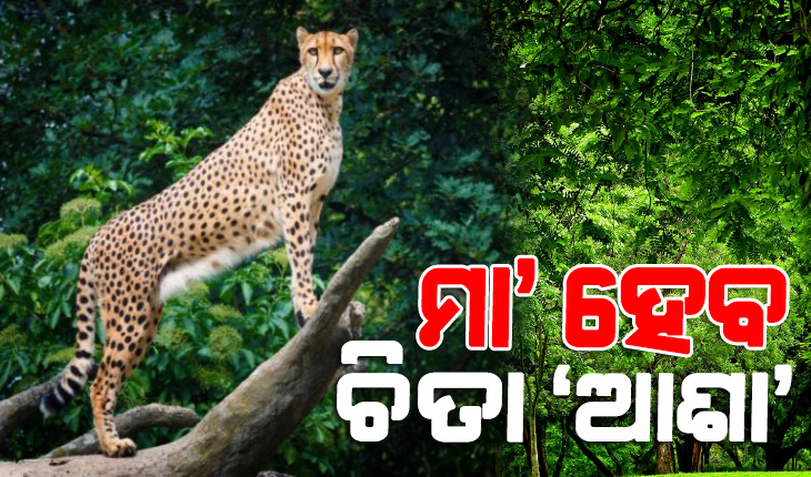 ପ୍ରଧାନମନ୍ତ୍ରୀ ମୋଦୀ ନାମକରଣ କରିଥିବା ଚିତା ବାଘ ‘ଆଶା’ ଗର୍ଭବତୀ, ଭାରତରେ ଚିତାସଂଖ୍ୟା ବୃଦ୍ଧି ଆଶା ଉଜ୍ଜ୍ବଳ