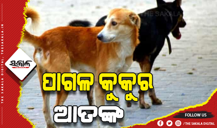 ପାଗଳ କୁକୁର ଆତଙ୍କ, ୩ ଶିଶୁ ଗୁରୁତର