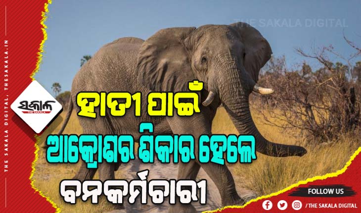 ହାତୀ ଉପଦ୍ରବରେ ଅତିଷ୍ଠ ହୋଇ ଗ୍ରାମବାସୀଙ୍କ ଆକ୍ରୋଶର ଶିକାର ହେଲେ ବନକର୍ମଚାରୀ