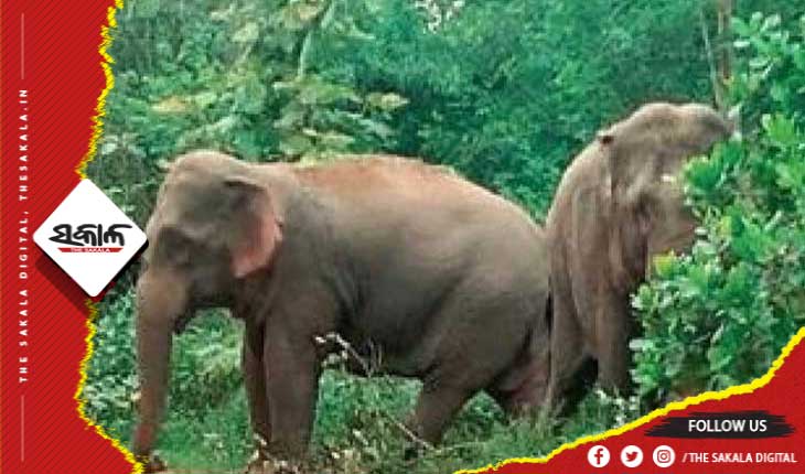 ରାଜଧାନୀରେ ହାତୀ ଆତଙ୍କ: ସହର ଭିତରେ ପଶିଲେ ୨ ଦନ୍ତା ହାତୀ