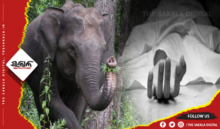 ହିନ୍ଦୋଳରେ ହାତୀ ନେଲା ଆଉ ଏକ ଜୀବନ